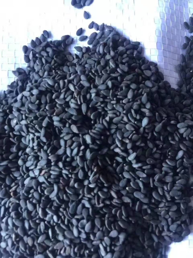 精选黑芝麻.药用黑芝麻.不退色黑芝麻