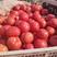 河南西红柿，产地直供一手货源批发，电商美团一键代发