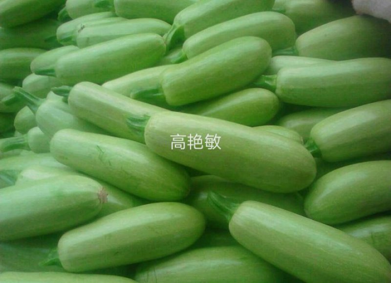 精品绿皮西葫芦6-8两产地直供货源充足调车方便各种包装