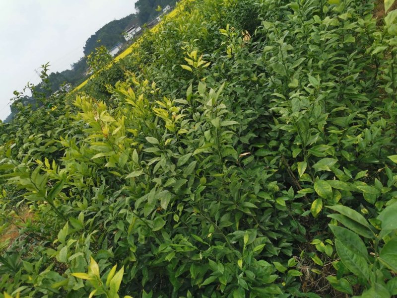 柑橘苗批发