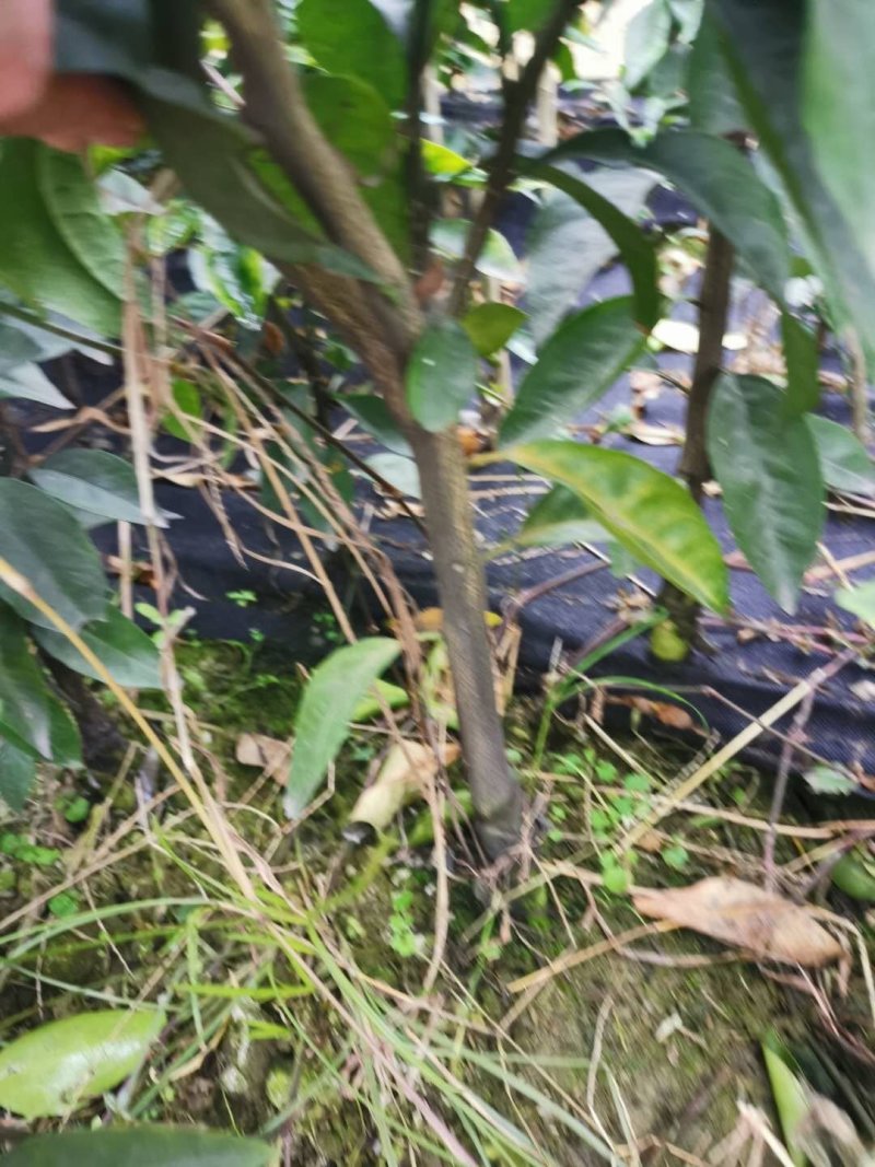 柑橘苗批发