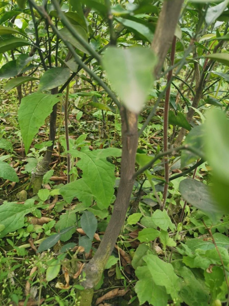 柑橘苗批发