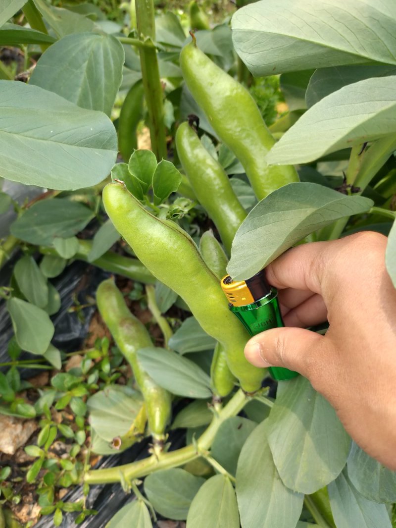 精品蚕豆即将上市全部大户种植厂地直发提供优质代收服务