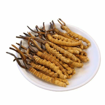冬虫夏草，常年批发供应冬虫草，极草