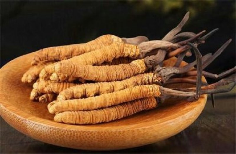 冬虫夏草，常年批发供应冬虫草，极草