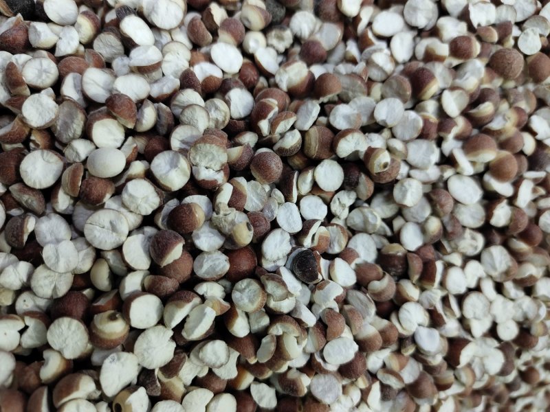 【热卖】芡实米肇庆芡实米新货粒粒饱满50斤起批不包邮