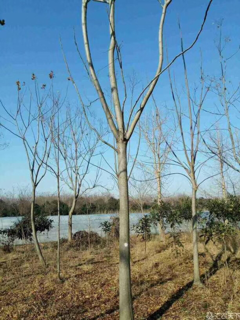 大叶女贞4cm以下4~6cm6~8cm8~10cm