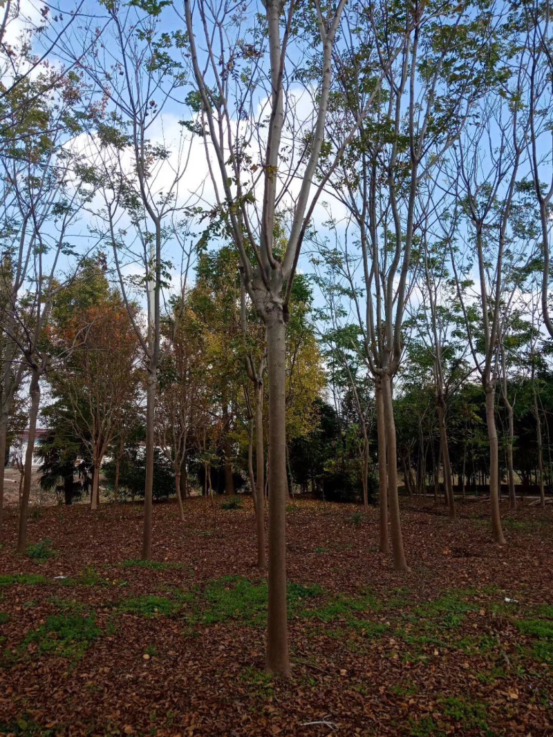 大叶女贞4cm以下4~6cm6~8cm8~10cm