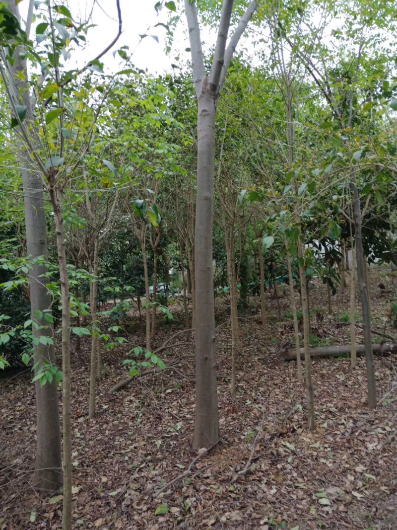 大叶女贞4cm以下4~6cm6~8cm8~10cm