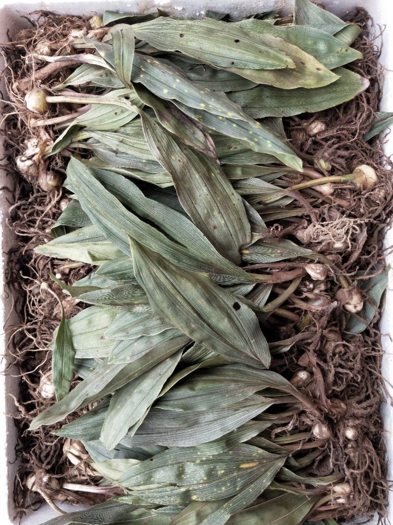毛慈菇块茎，宽叶毛慈菇，毛慈菇，质量保证，产地直销