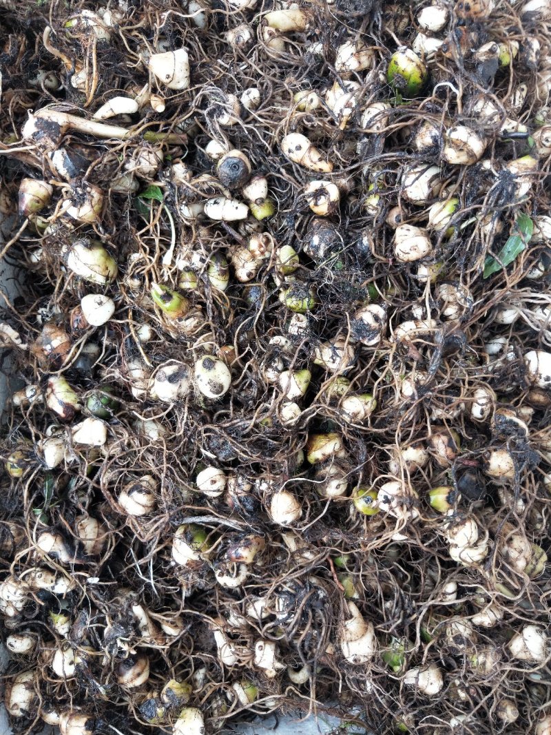 毛慈菇块茎，宽叶毛慈菇，毛慈菇，质量保证，产地直销