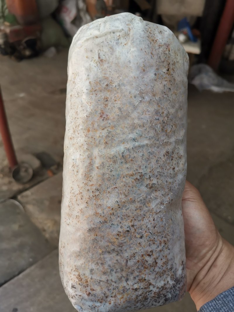 随州香菇基地供应椴木香菇菌种一袋70斤5袋起发包邮