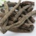 仙茅，常年批发供应中药材，仙茅