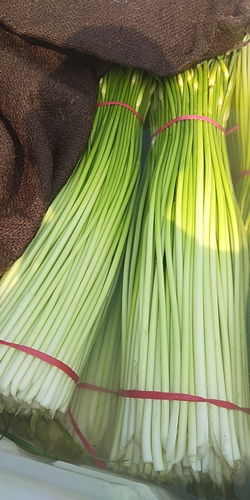 苏北万亩蒜苔陆续上市，价格合理质量保证欢迎广大客户前来选