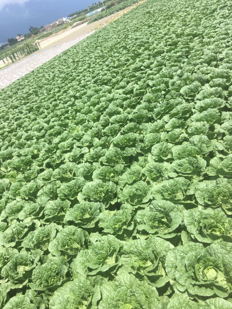 大白菜