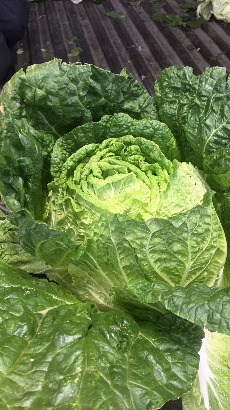 大白菜