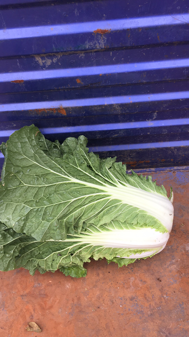 大白菜