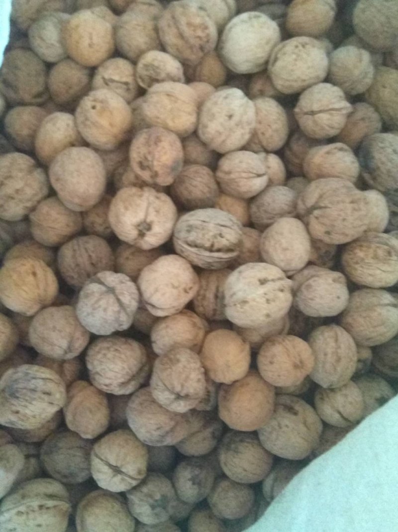 大量核桃出售