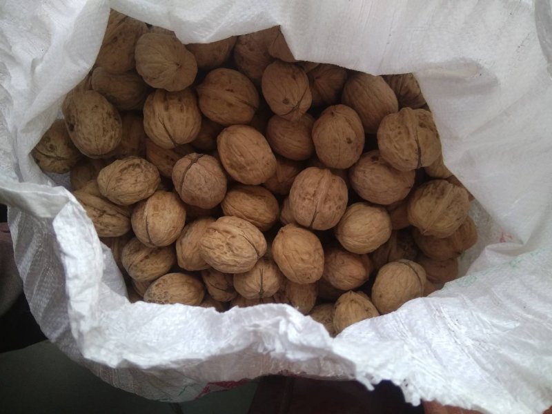 大量核桃出售