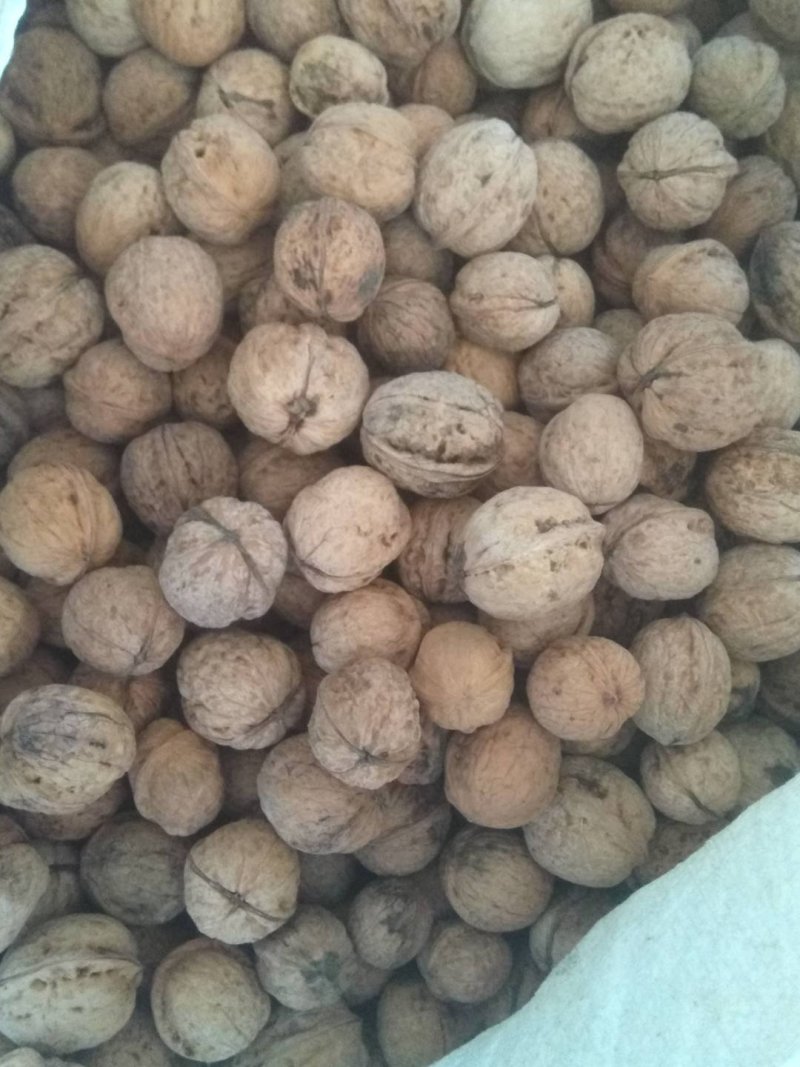 大量核桃出售