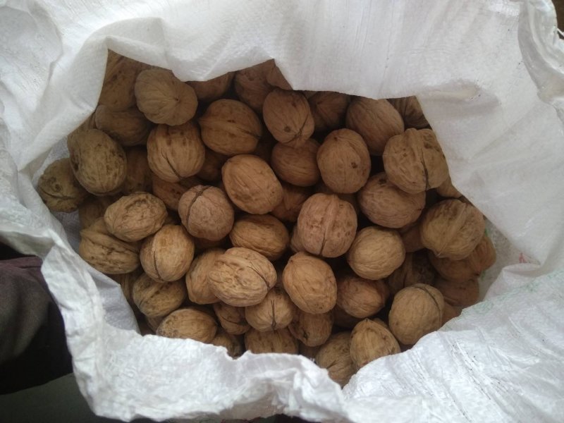 大量核桃出售