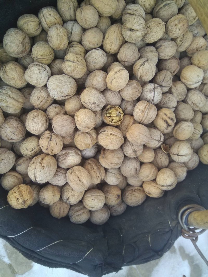 大量核桃出售