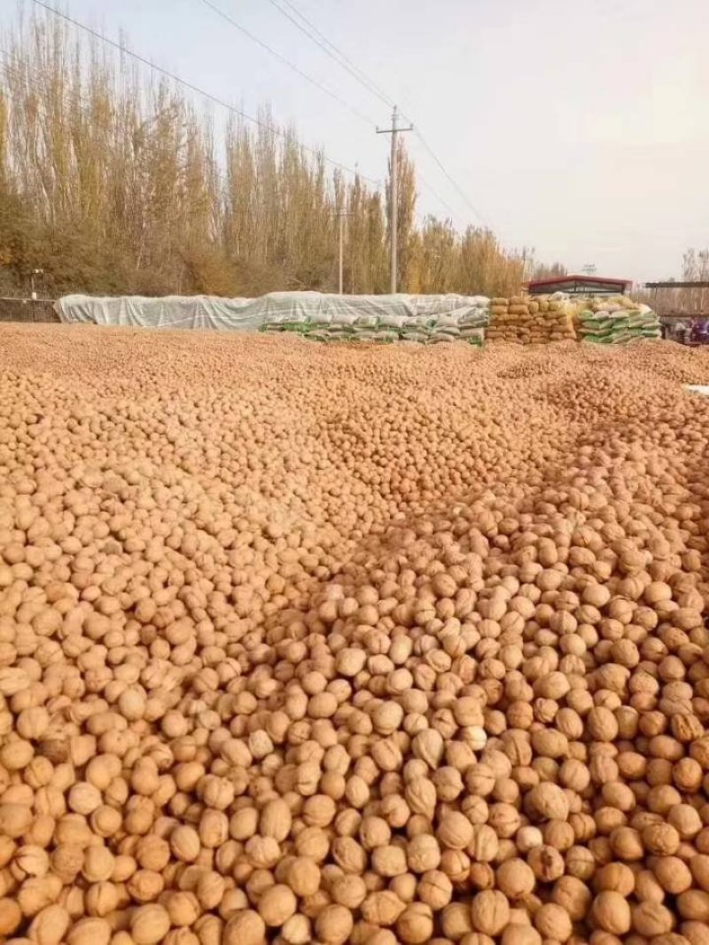 大量核桃出售