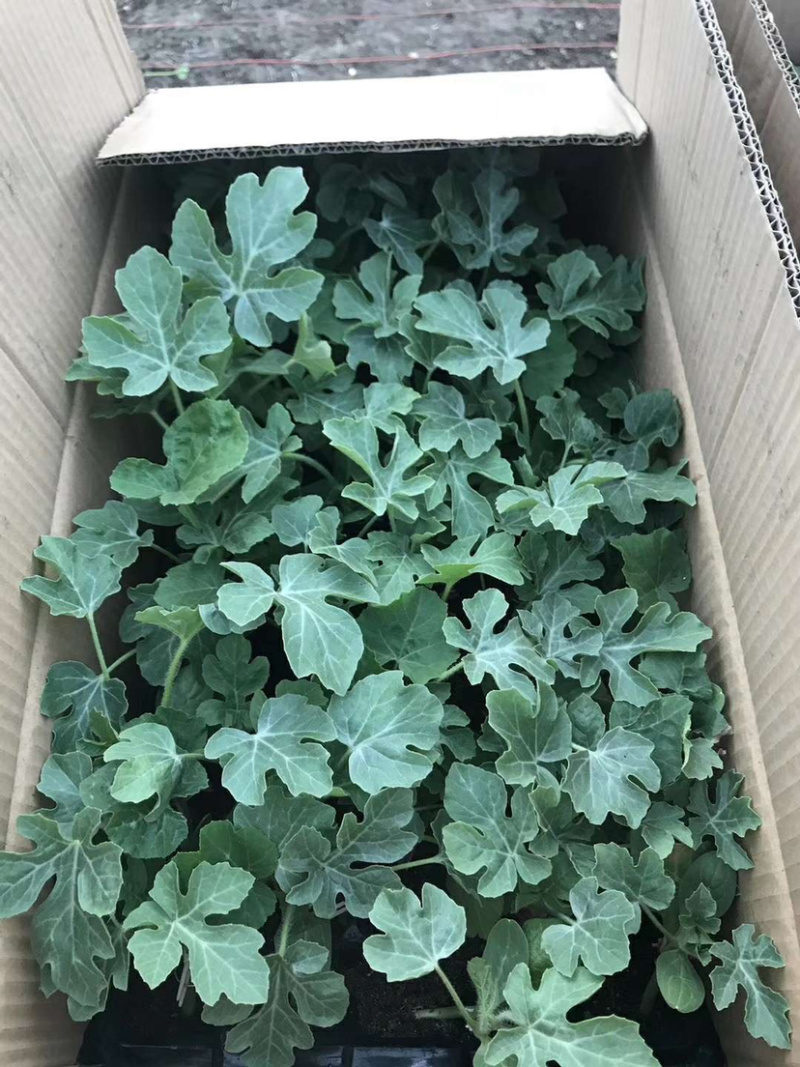 甜王，绿裳，花瓜，等西瓜嫁接苗支持拿种子来代接一件代发，
