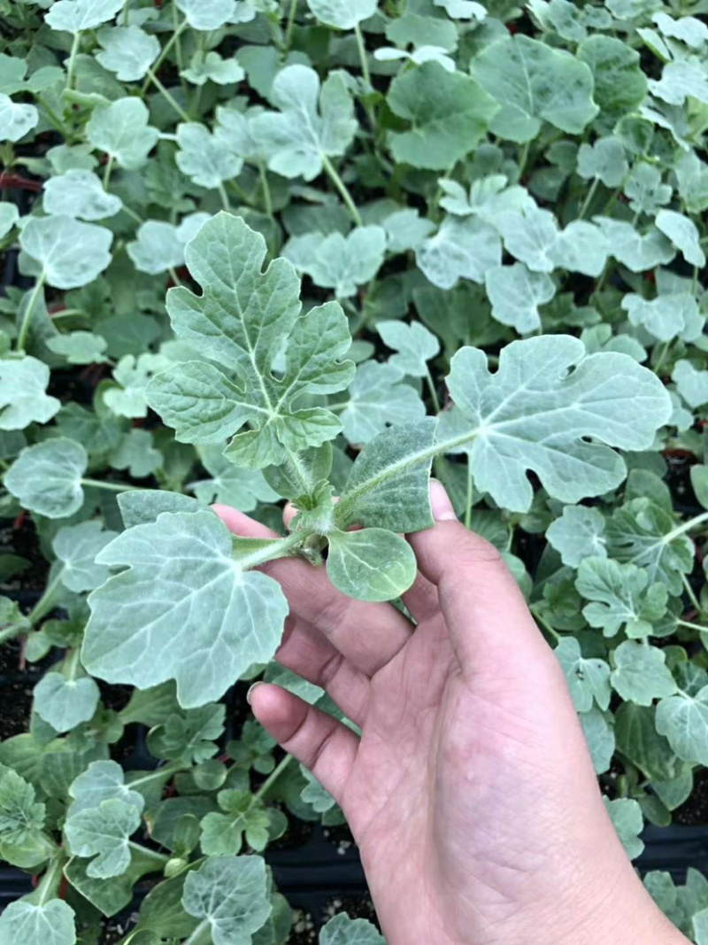 甜王，绿裳，花瓜，等西瓜嫁接苗支持拿种子来代接一件代发，