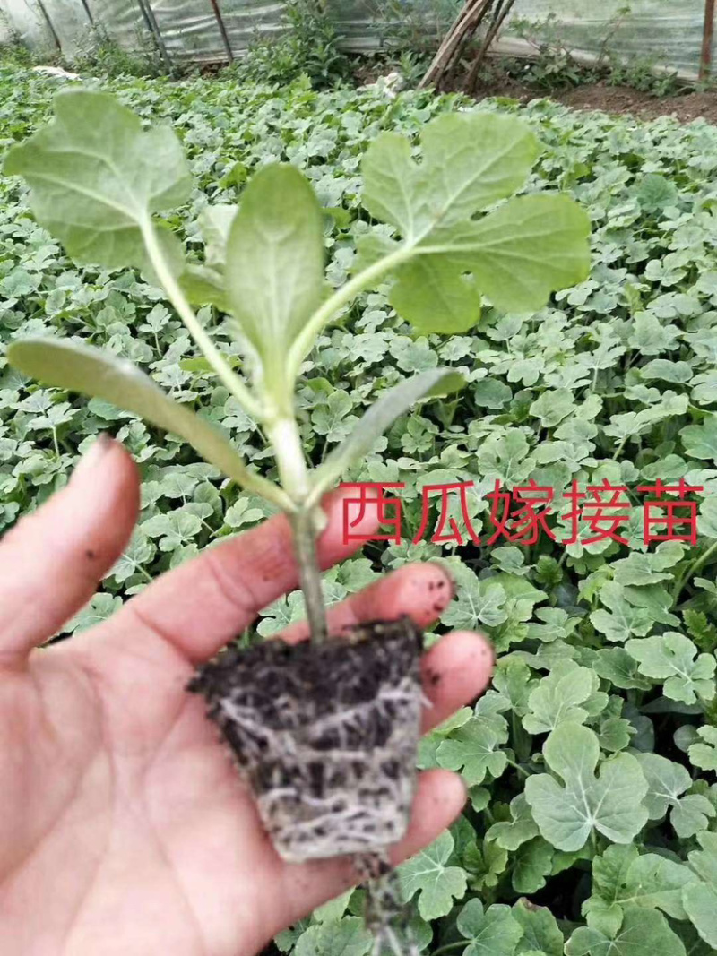 甜王，绿裳，花瓜，等西瓜嫁接苗支持拿种子来代接一件代发，