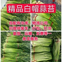 徐州丰县万亩白帽蒜苔基地，精品新蒜苔产地直发