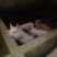 陆川土母猪，土白猪，猪苗，猪花，各种各样的等等