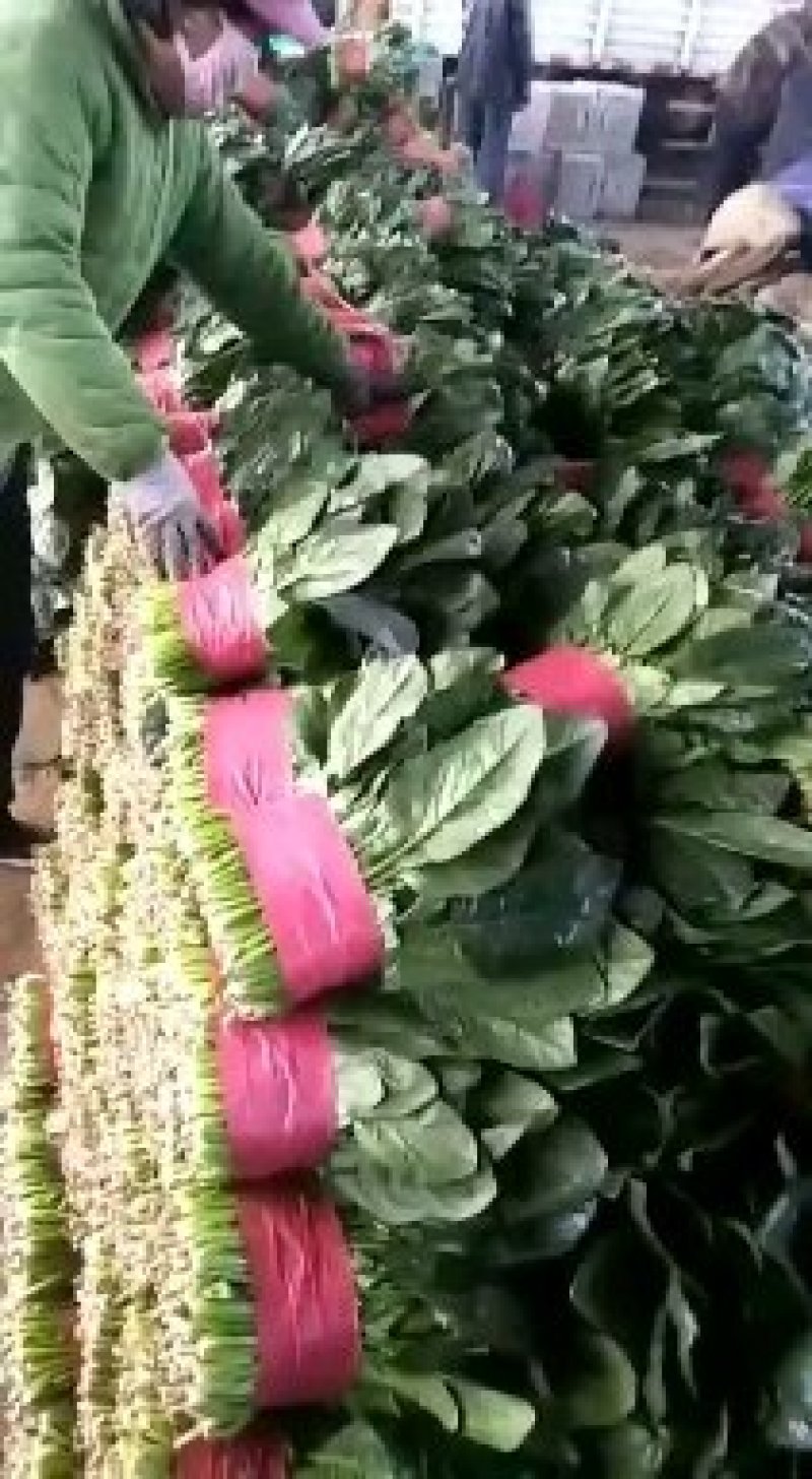 精品菠菜大叶波菜产地一手货源量大从优一条龙服务