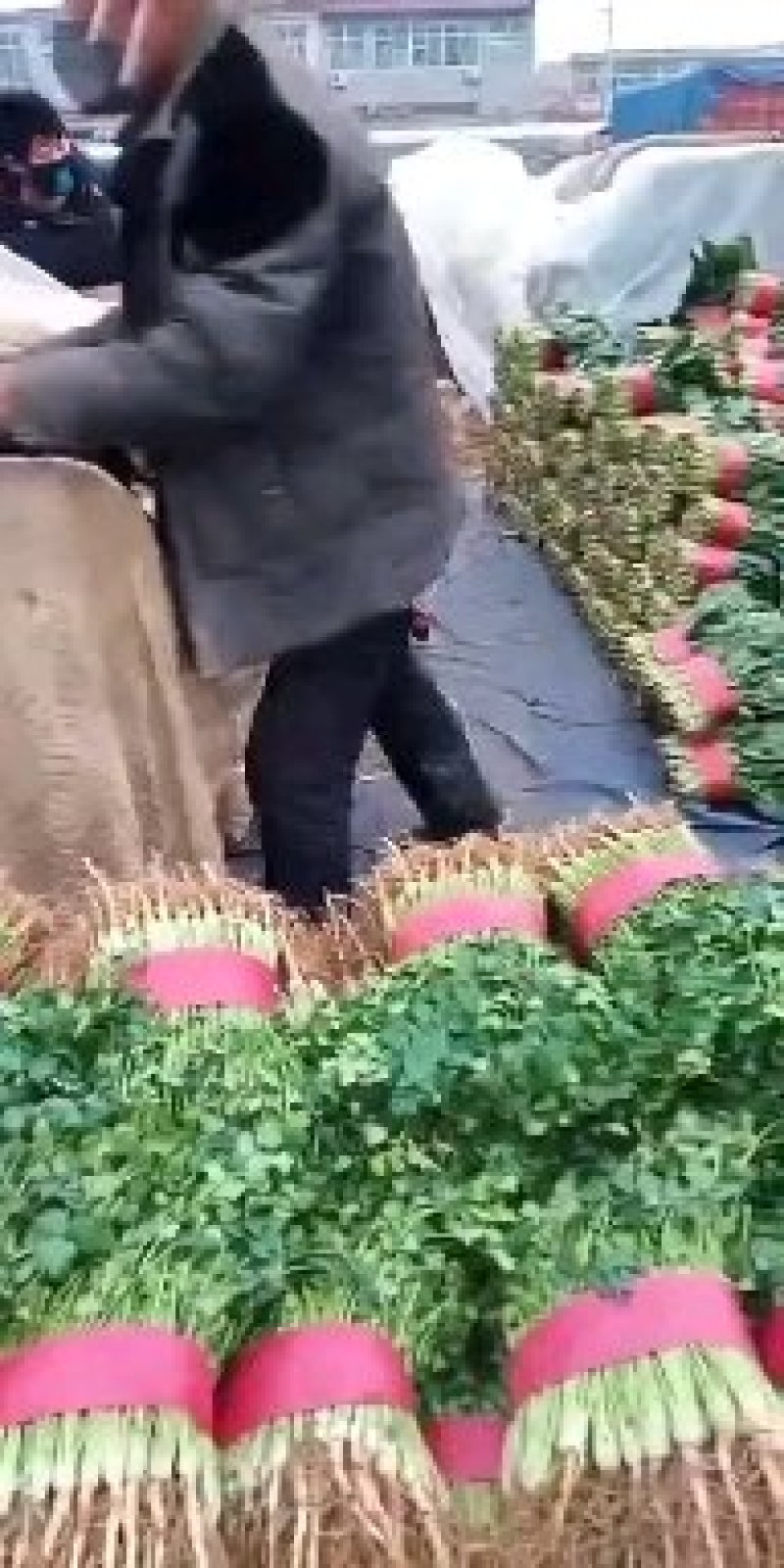 精品菠菜大叶波菜产地一手货源量大从优一条龙服务