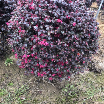 红花继木精品球球形圆润大小同意………………