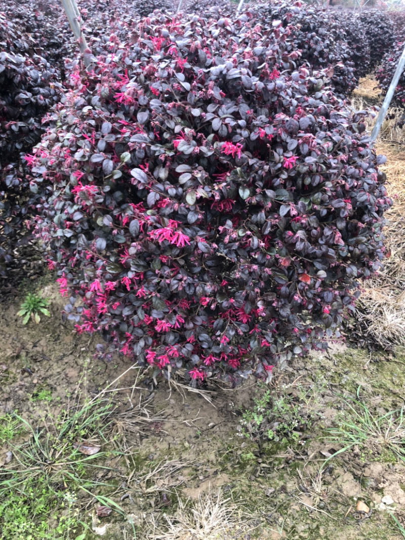 红花继木精品球球形圆润大小同意………………