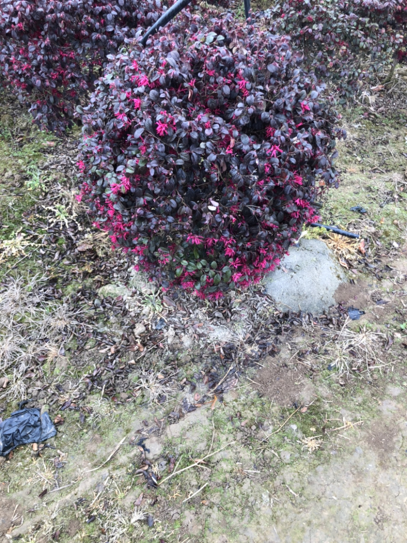 红花继木精品球球形圆润大小同意………………