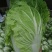 黄心大白菜4—6斤大量上市，质量优，产地直销