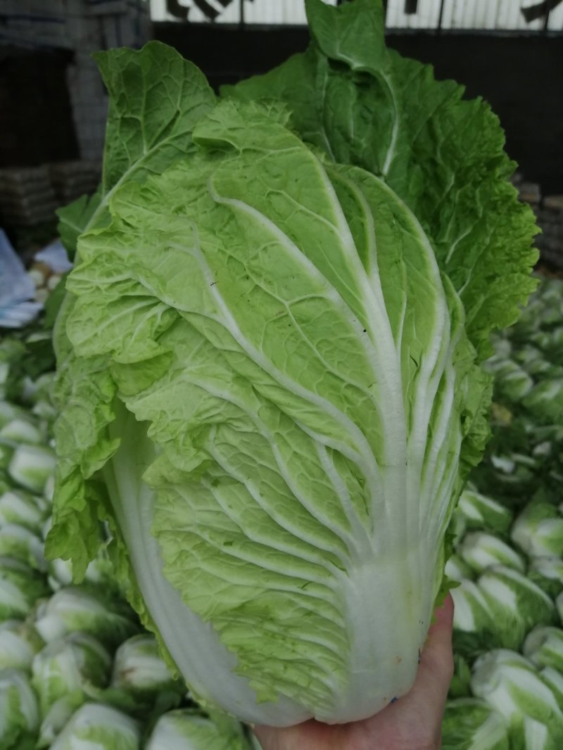 黄心大白菜4—6斤大量上市，质量优，产地直销
