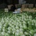 黄心大白菜4—6斤大量上市，质量优，产地直销