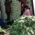 黄心大白菜4—6斤大量上市，质量优，产地直销