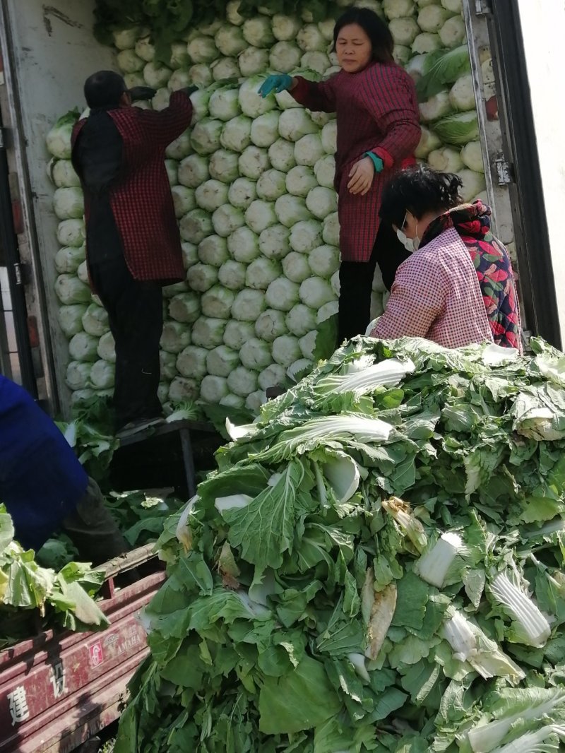 黄心大白菜4—6斤大量上市，质量优，产地直销