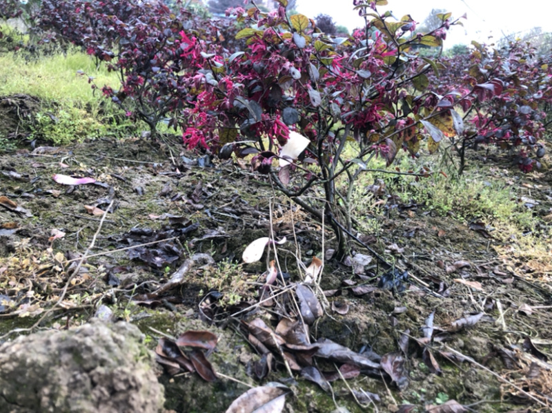 红花继木杯苗地苗大量有货………………………