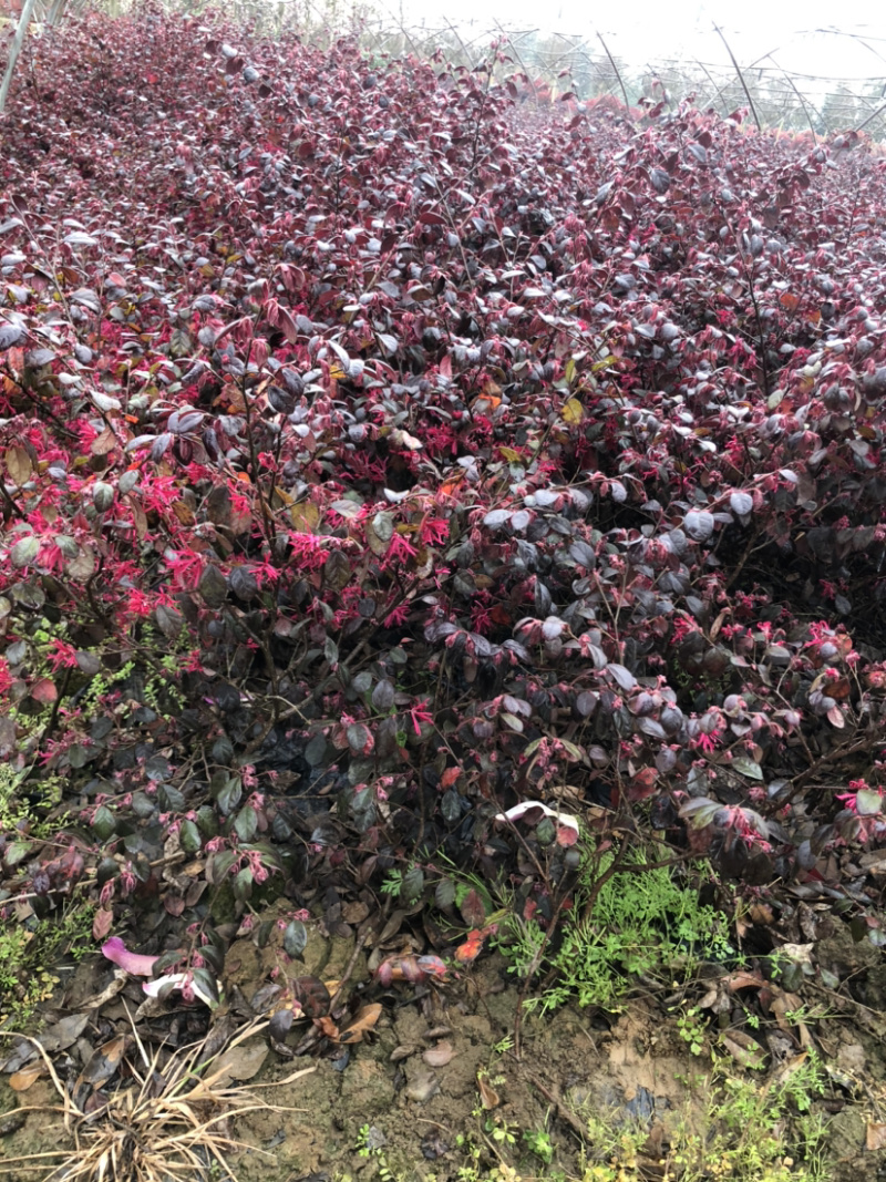 红花继木杯苗地苗大量有货………………………