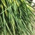 蒜苔