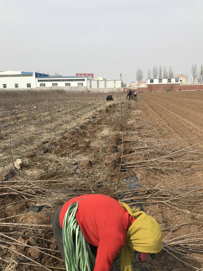 山东，嫁接大樱桃苗，车厘子苗南北方种植，成活率高
