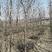 陕西大刺皂角树米径6~8cm4~6cm2.5~3米