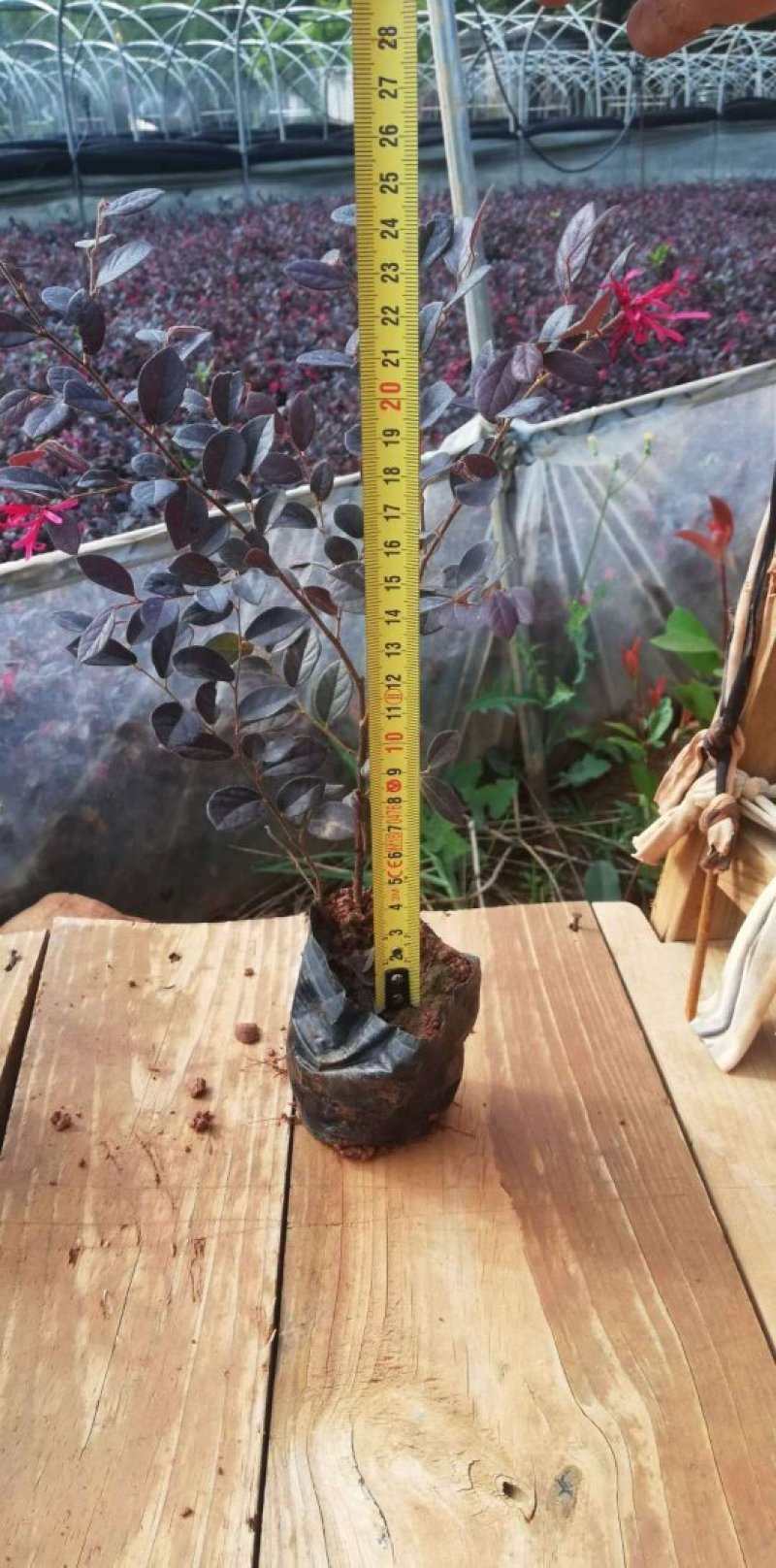 红花继木小苗红花继木小杯红花继木种植销售