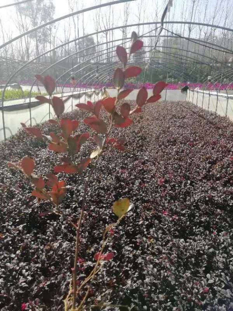 红花继木小苗红花继木小杯红花继木种植销售