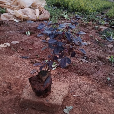 红花继木小苗红花继木小杯红花继木种植销售